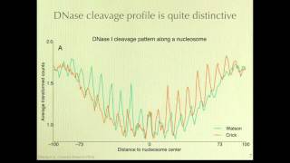 Mapping Nucleosome Positions Using DNase [upl. by Arimas372]