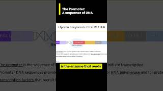 The Promoter recruiting for Gene Expression [upl. by Annaj]