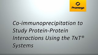 CoImmunoprecipitation to Study ProteinProtein Interactions using the TNT® Systems [upl. by Annayrb647]