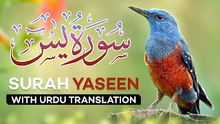 Surah Yasin  Yaseen  with Urdu Translation  Quran Tilawat Beautiful Voice  Hindi Tarjuma [upl. by Catton]