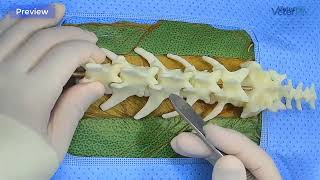 Canine Hemilaminectomy Cadaver Surgery [upl. by Petrie]