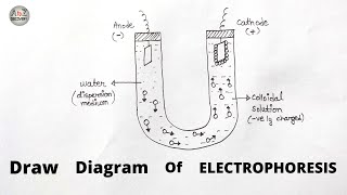 How to draw Electrophoresis  Labelled diagram of Electrophoresis  Biology Diagram [upl. by Juakn]