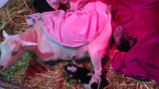 Goat Kidding Video  Two nigerian dwarf goats being born [upl. by Nylodnarb]