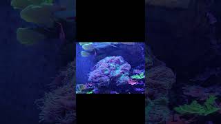 Tropical Reef Fish at the Tampa Florida Aquarium [upl. by Ahtanoj]