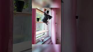 cats funnypets funny nocatnolife funnycats pets [upl. by Dyl134]