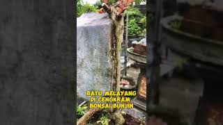 batu besar banget di topang sama bonsai inspirasibonsai [upl. by Sucramad]