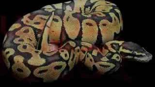 Ball Python Morphs [upl. by Anih]