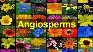 Angiosperms Flowering Plants [upl. by Bubalo]