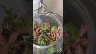 ✨ Baby Rollie Pollies and Terrarium 🌿 Diy Isopod Set Up 😍 backyardgardening viralshorts music [upl. by Ferro]