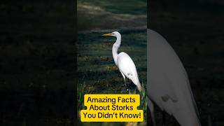 Amazing Facts About Storks You Didn’t Knowshorts animalfacts animallover animalworld animal [upl. by Estus215]