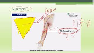 ANATOMY THE CUBITAL FOSSA AND RELATED FORARM [upl. by Eilrahs775]