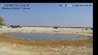 Okaukuejo Resort Wildlife Waterhole Live camera stream in the Etosha National Park in Namib [upl. by Aielam326]