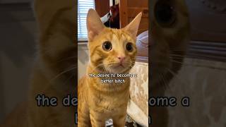 Kitty gives word of the day ambitchous cattitude funny funnycat catlover funnypet [upl. by Malsi]