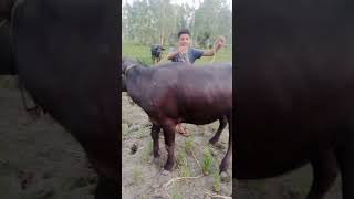 Bull ridershortvideo funnyvideo pleasesubscribe funny comedy dance trampoline [upl. by Riha]