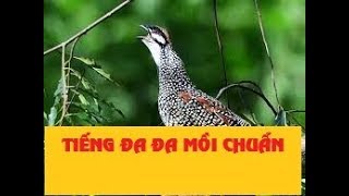 Nghe chim đa đa mồi có tố chất gáy  Chim hay TV [upl. by Perkoff]