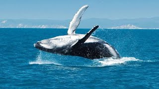 Beautiful whale in pacific Ocean [upl. by Navillus]