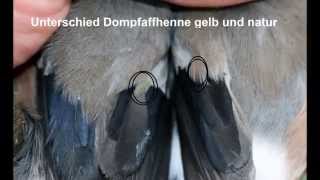 Unterschied gelbe Dompfaffhenne zur naturfarbenen [upl. by Kerek966]