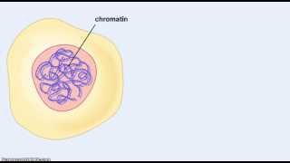 Chromosomes and chromatin [upl. by Fredericka356]