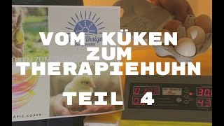 vom Küken zum Therapiehuhn Teil 4  Therapiekükenausbildung I Projekt Therapiehühner [upl. by Allets104]