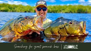 SEARCHING FOR GIANT PEACOCK BASS  AMAZON XPLOR [upl. by Kristof]