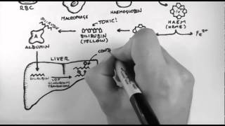 Bilirubin 1  Bilirubin Pathway [upl. by Redneval]