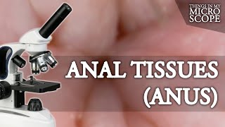 ANAL TISSUES ANUS MICROSCOPE 3  40X 100X 250X 1000X 4K For Educational Purpose [upl. by Loginov]