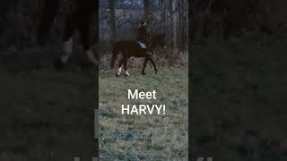 Coming soon to a Vlog near you meet Harvy horse daybydayvlogs [upl. by Loralyn302]