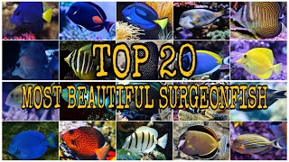 TOP 20 MOST BEAUTIFUL SURGEONFISH [upl. by Aymahs]