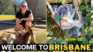 BRISBANE Australia  Koalas Everywhere Lone Pine Koala Sanctuary [upl. by Aneeb145]