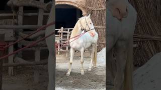 horsecare horse horselover horsebreedingstable [upl. by Heber]