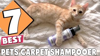 Solving Pet Messes 7 Best Carpet Shampooers You Need [upl. by Pettit]