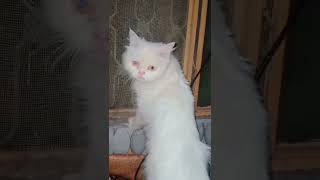 Looking out window🐈😺❤likeandsubscribe cat shortvideo lovecat catlover kittenslovers [upl. by Rieger]