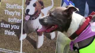 Staffies Theyre softer than you think at Batterseas Old Windsor Fun Day [upl. by Thorner]