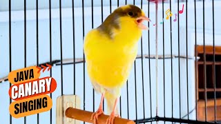 Canary Singing Bird Sounds [upl. by Avivah]