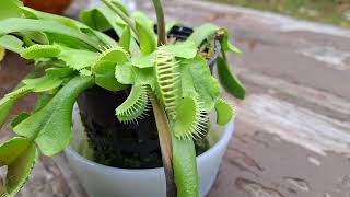 Venus fly trap 9 month update flowering [upl. by Ragas86]