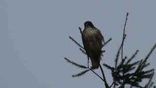 MVI 1100 red tailed hawk  Green River [upl. by Adanar]