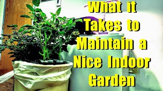 HYDROPONIC GARDEN MAINTENANCE [upl. by Nazario]