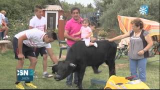 UN TORO BRAVO ADOPTADO COMO MASCOTA EN NAVAS DE SAN JUAN [upl. by Monjo850]