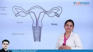 Know your pelvic organs Fallopian Tubes Ovaries Rectum English [upl. by Aneeram847]