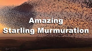 Murmuration of Starlings in Cornwall in HD  WOW Starling Birds Flocking Together [upl. by Erehpotsirhc]