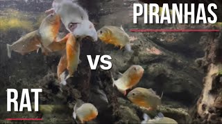 PIRANHAS vs RAT First encounter Warning Graphic content [upl. by Dorise]