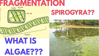 Fragmentation in Spirogyra  Fragmentation in ponds  Fragmentation class 7th  DARSHAN CLASSES [upl. by Ennairb486]