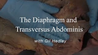 Dissection of diaphragm and transversus abdominis Learn Integral Anatomy with Gil Hedley [upl. by Babara14]