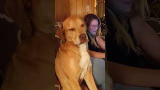 Hilariously Tired Dog Tries Not To Fall Asleep [upl. by Nazario464]