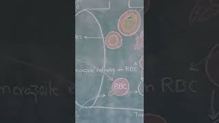 Plasmodium vivax life cycle in ManDiagram [upl. by Burck]