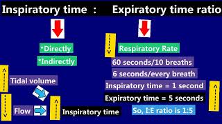 11 Expiratory Time Inspiratory Time IE ratio [upl. by Uwkuhceki]