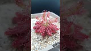 drosera graomogolensis [upl. by Mady]