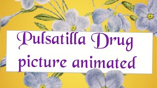 Pulsatilla Drug picture [upl. by Alamac]