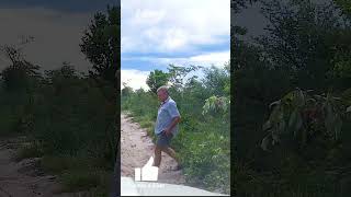 Fighting a tree  Khaudum National Park Namibia shortsyoutube [upl. by Ettevey]