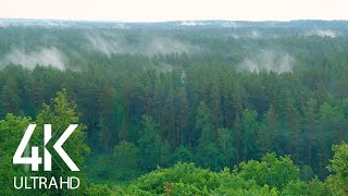 8 HOURS of Incredibly Calming Sound of Rain and Birds Chirping in the Forest 4K UltraHD [upl. by Helve]